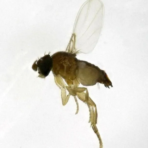 thumbnail for publication: Fire Ant Decapitating Flies Pseudacteon spp. (Insecta: Diptera: Phoridae)